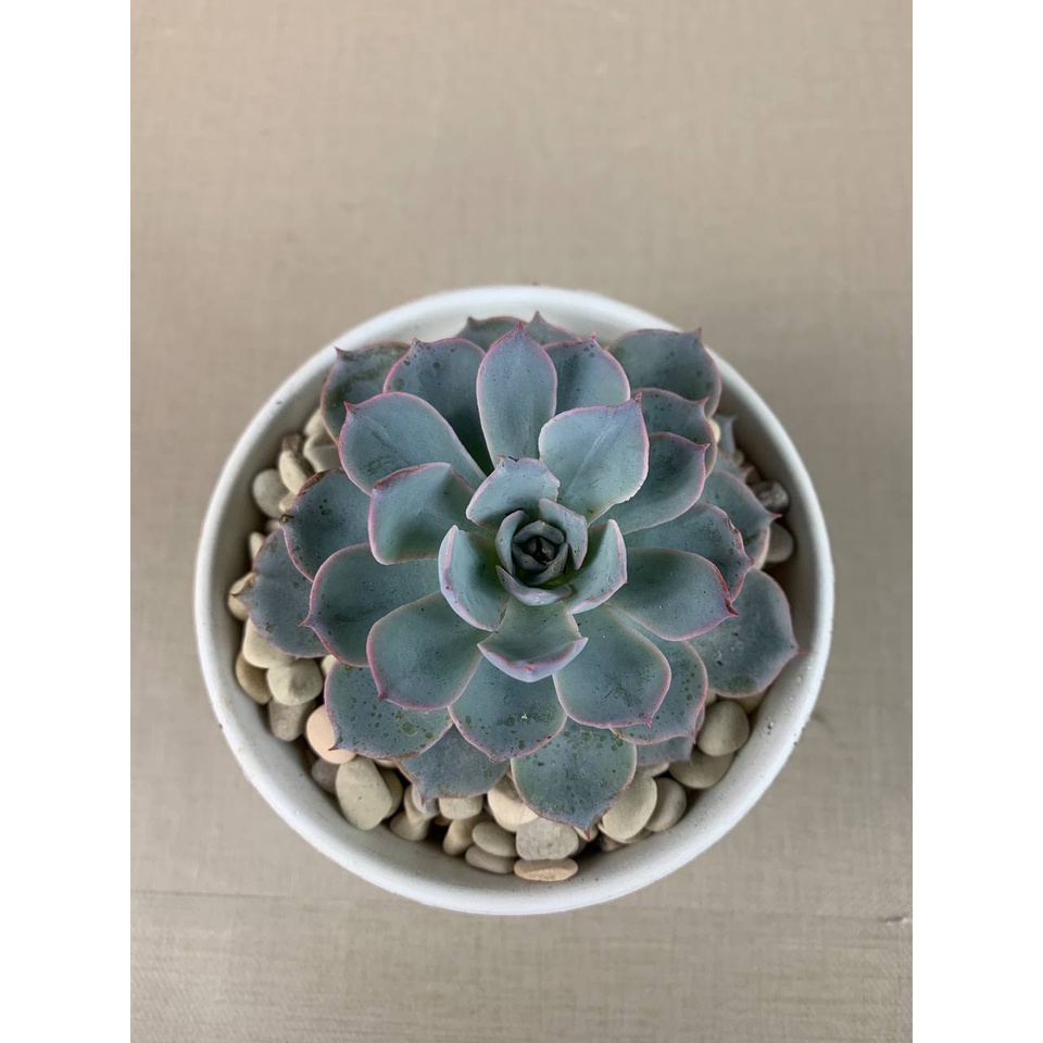 Kaktus Sukulen  Echeveria Subsenliss Tanaman Hias