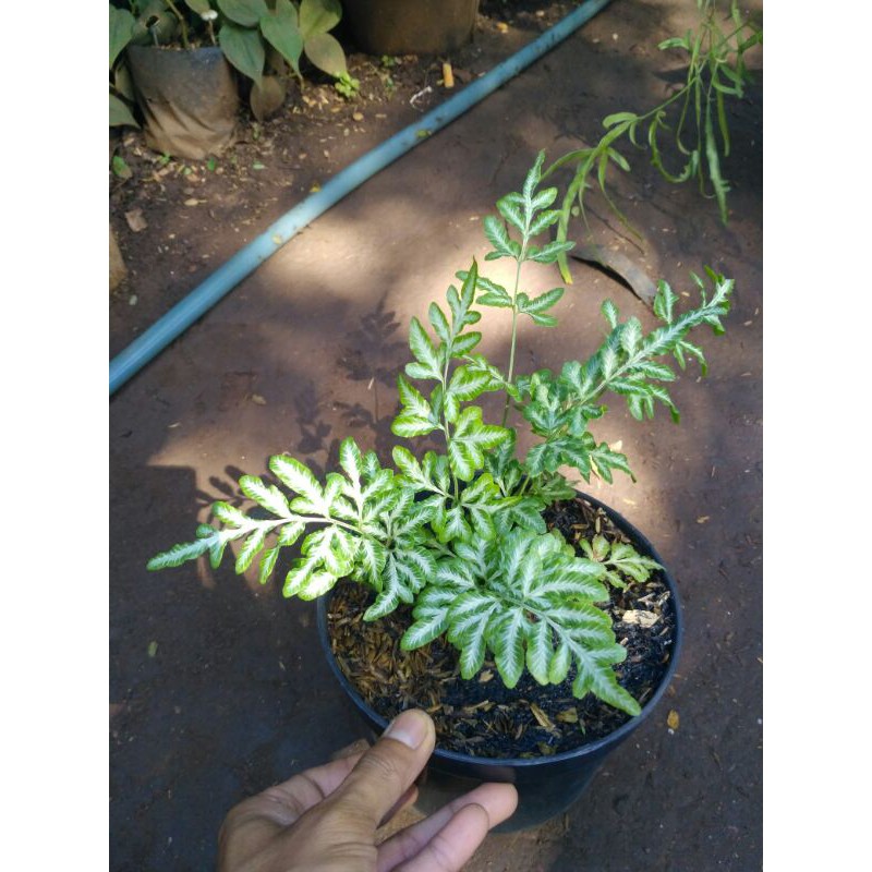 Tanaman pakis pteris ensiformis