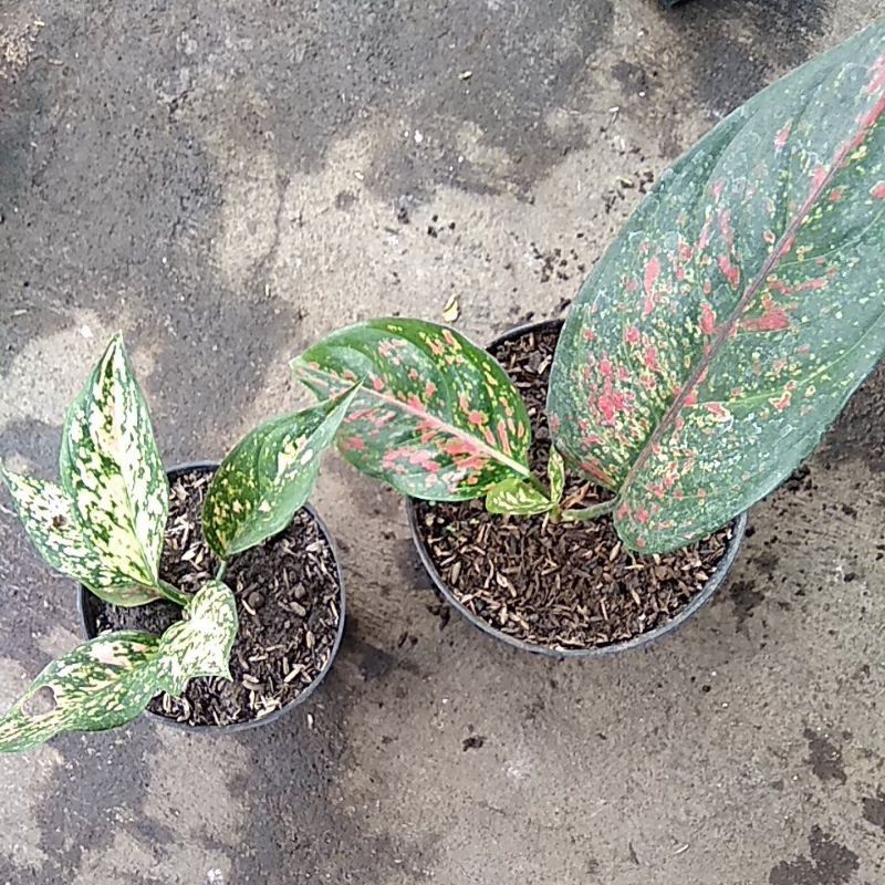 tanaman hias aglonema venus pink ruby