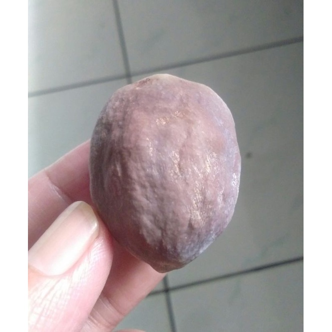 Kemiri Adu Muncang Adu Pedang Domba Ori Tua Jatuhan