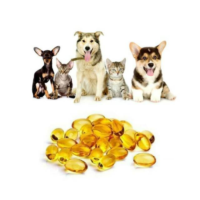 Minyak Ikan ECER Anjing Kucing Vitamin Bulu Fish Oil Kapsul Capsule Omega 3 Cat Dog Hamster 1 Butir