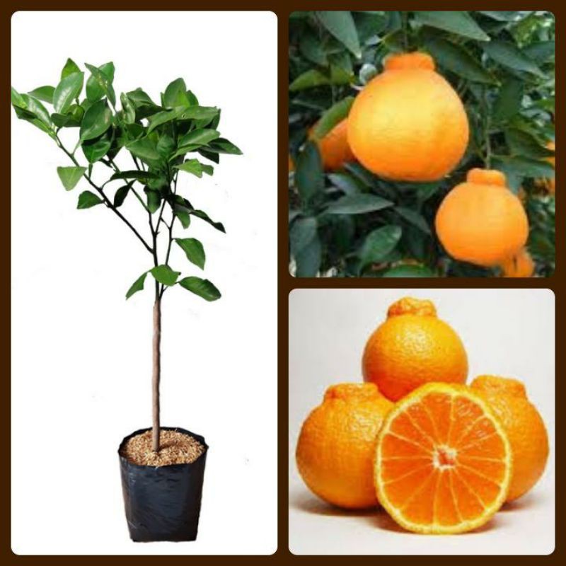 bibit jeruk dekopon/jeruk dekopon/bibit jeruk