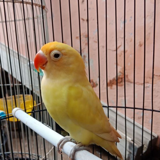 Burung love bird creamino prospek