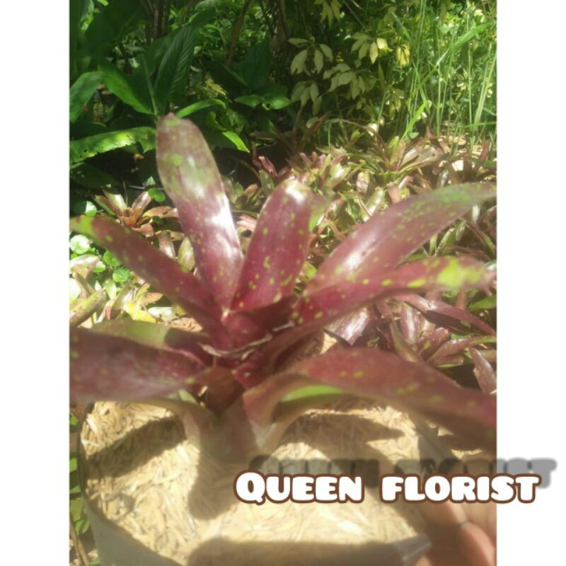 Tanaman hias Bromolia merah