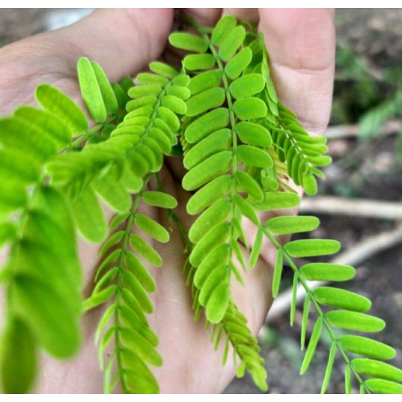 

Daun Sinom Asam Jawa Segar 1 Kg / Daun Asam Jawa Muda