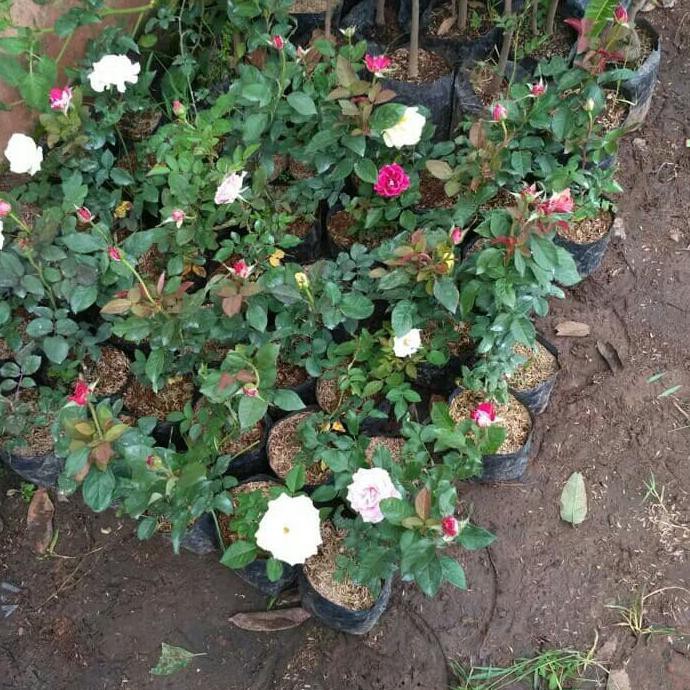 I”* Paket 3 Bibit Tanaman Hidup Bunga Mawar Jepang