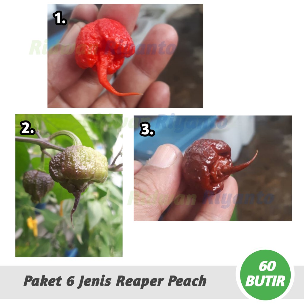 PAKET 6 Jenis BIJI Benih Cabai CAROLINA REAPER Series Cabe Terpedas Nomor 1 di Dunia