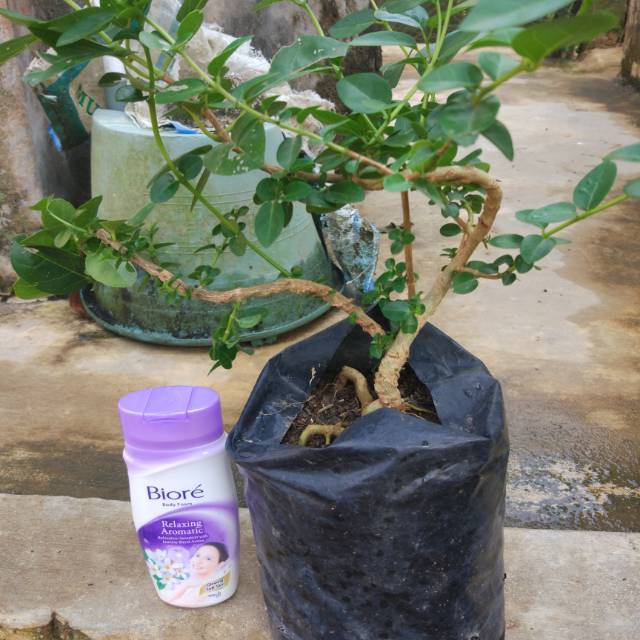 Bibit bonsai sancang