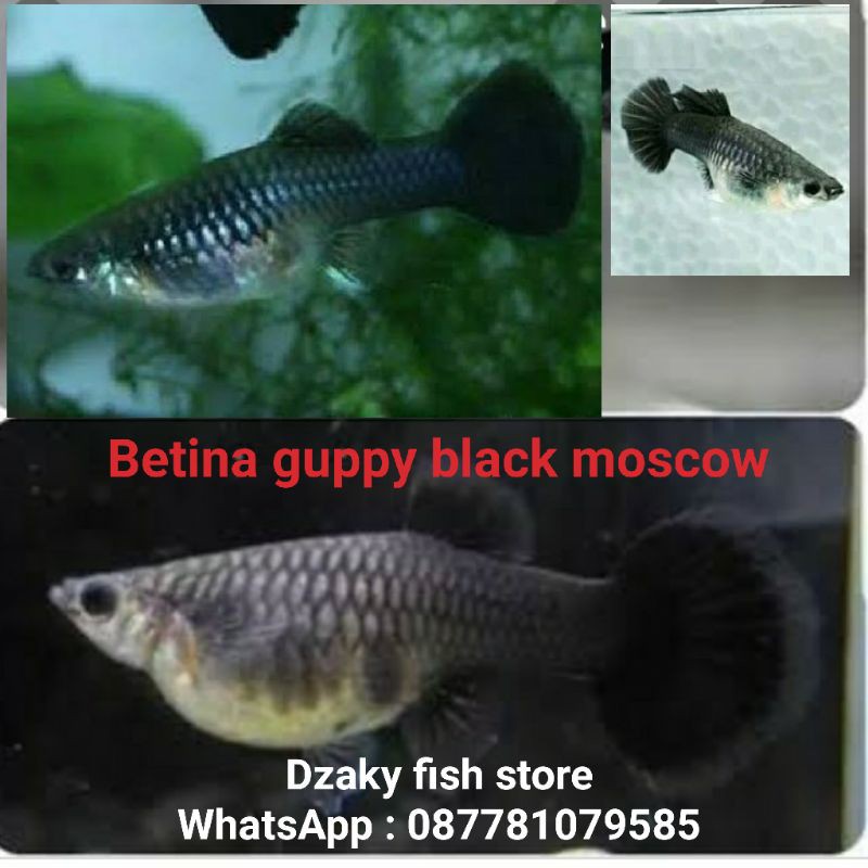 ikan hias Guppy betina black moscow