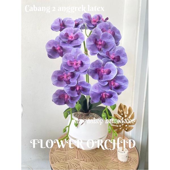 BUNGA ANGGREK LATEX KUNTUM 11 dan 9 kuntum Cabang 2 GROSIR BUNGA ANGGREK
