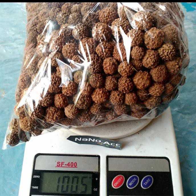 10 Ons Biji Benih Tanaman Jenitri Genitri @_$