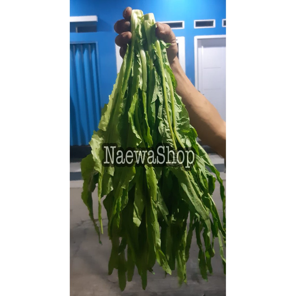 

SIONGMAK SEGAR MURAH 500gram