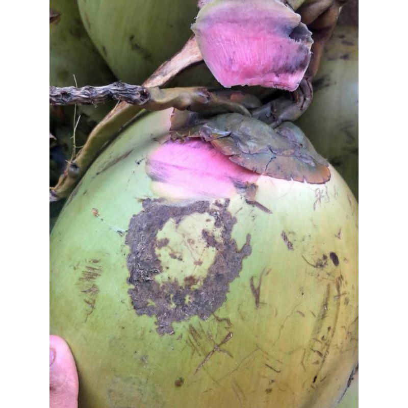 BIBIT KELAPA WULUNG ASLI SUPER
