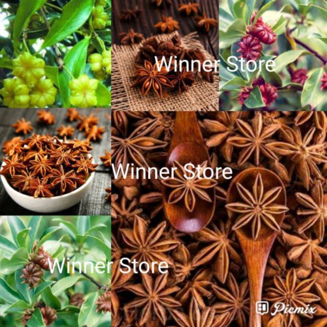 

Bunga Lawang Pekak Rempah Herbal (5 Gram)