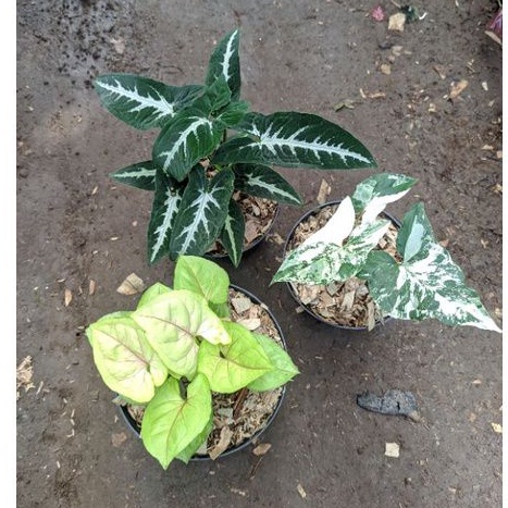 paket tanaman hias murah syngonium albo variegata , syngonium lemon lime, syngonium wendlandii / pak