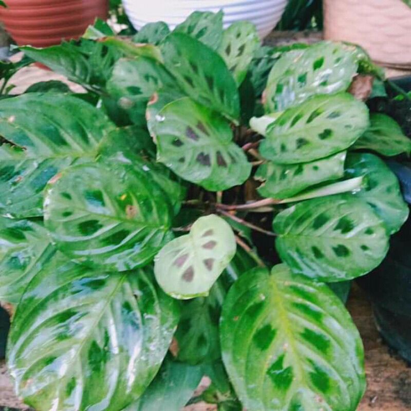 tanaman hias calathea lenovero