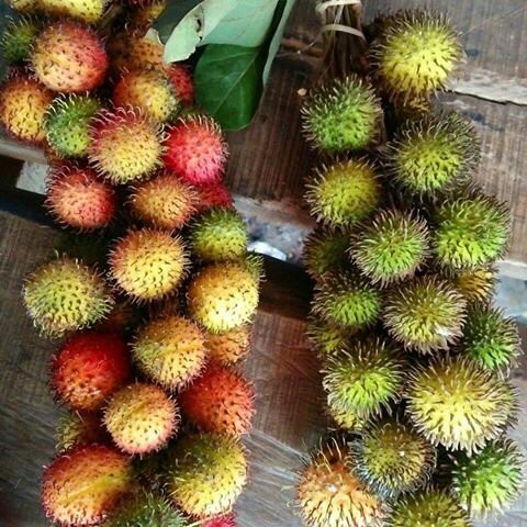 

FCW - Buah Segar Rambutan 1 Ikat