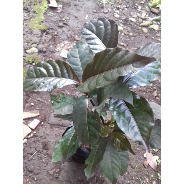 bibit pohon handeuleum daun ungu/daun Wungu/handeuleum