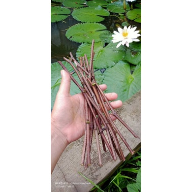 cutting anggur rootstock  pgv