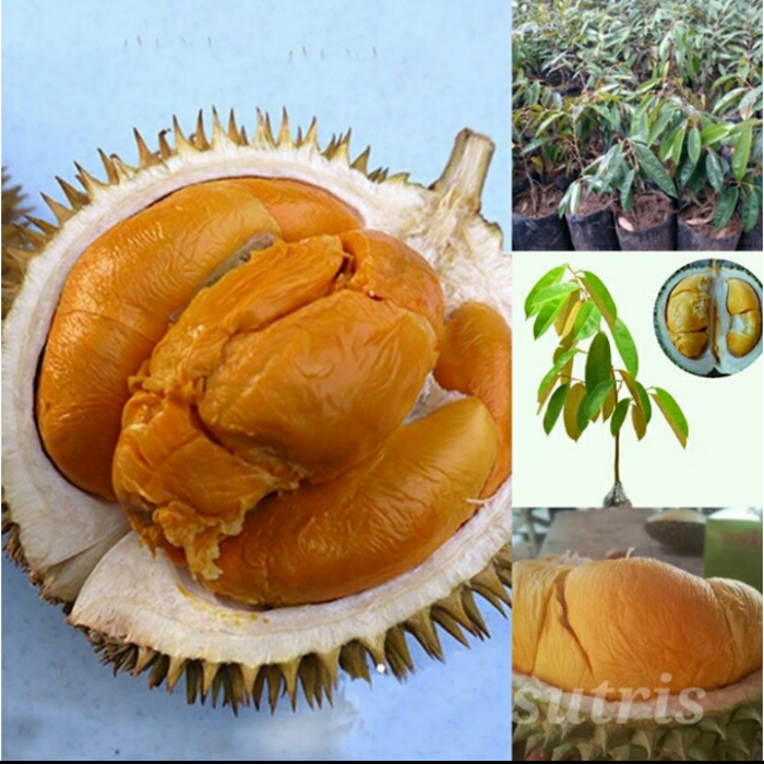 bibit durian duri hitam durian oche