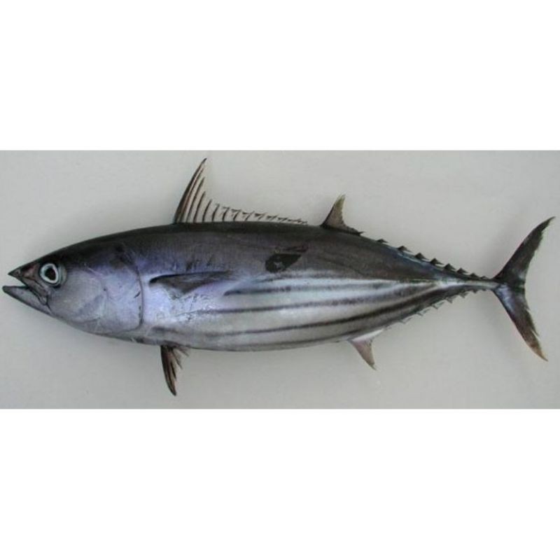 

ikan tongkol cakalang