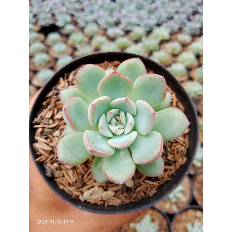 Kaktus dan sukulen echeveria