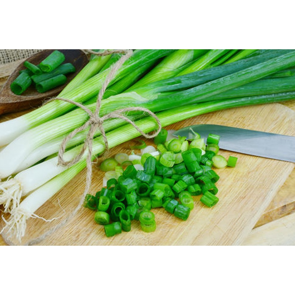 Benih Bibit Biji - Daun Bawang Fragrant (Tahan Segala Cuaca) Scallions Green Onion Seeds - Panen Dalam 120 Hari