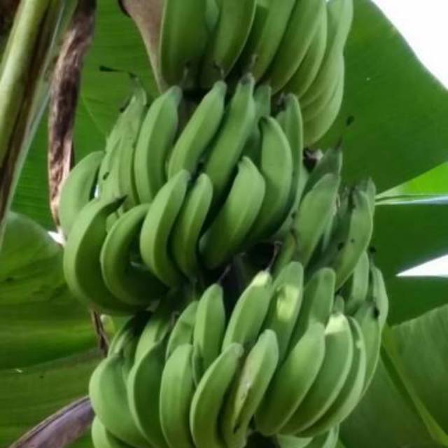 

1 Tandan pisang nangka super matang/mentah