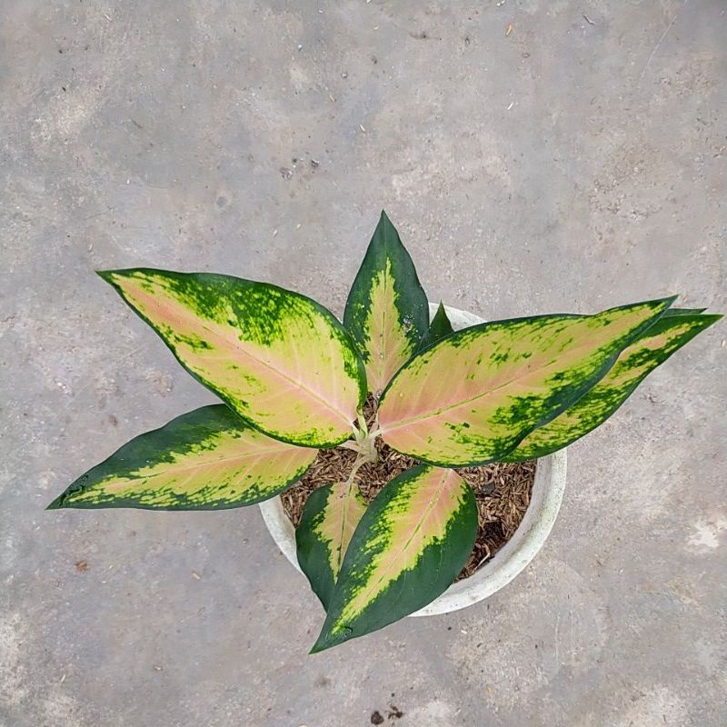 aglonema kochin tembaga