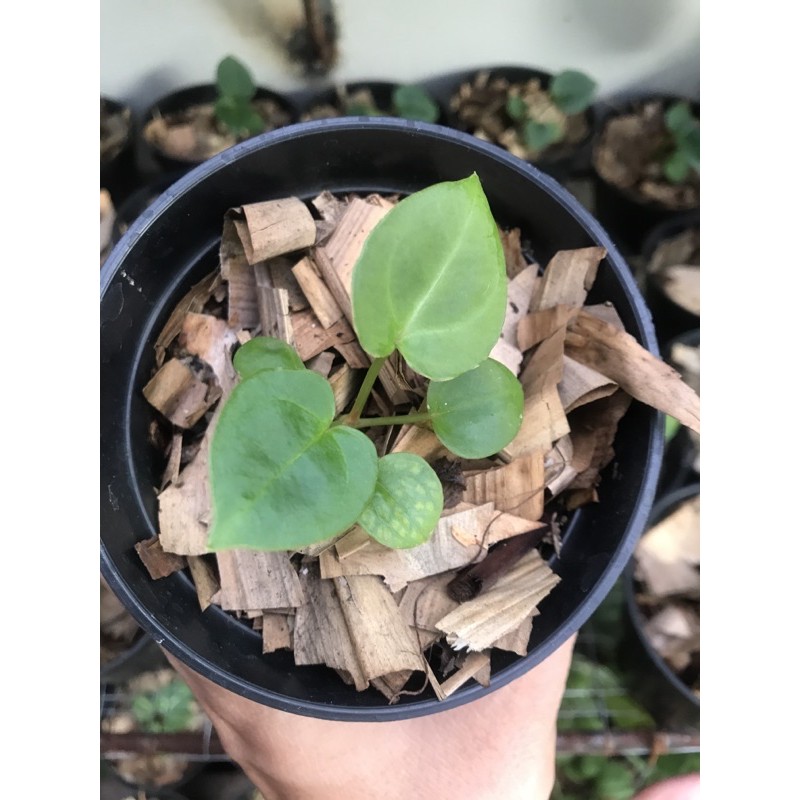 anthurium forgetii / kuping gajah forgetii hybrid