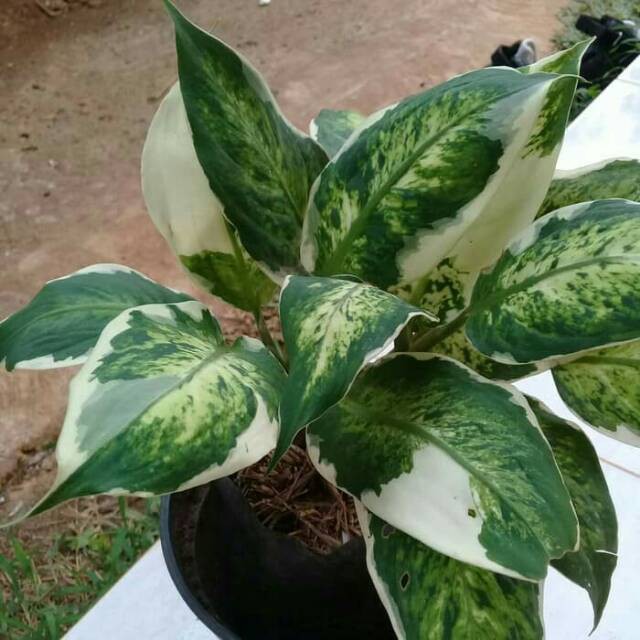 SPARKEL ( Tanaman hias aglonema aglaonema )