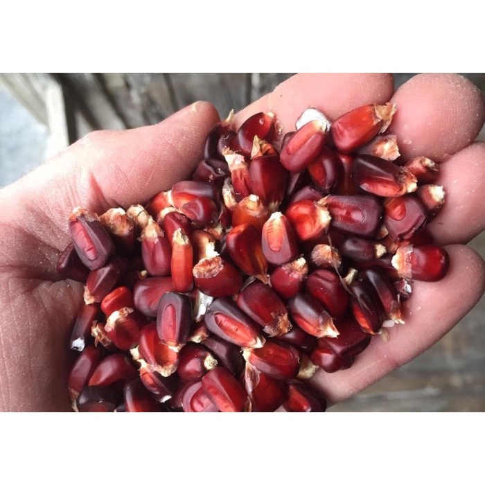 Bibit-Biji Jagung Ornamental Bloody Butcher (Haira Seed)