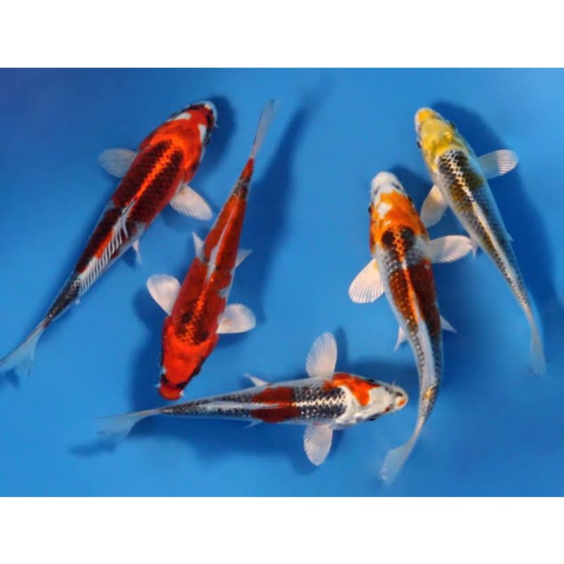ikan koi kujaku size 25-28cm