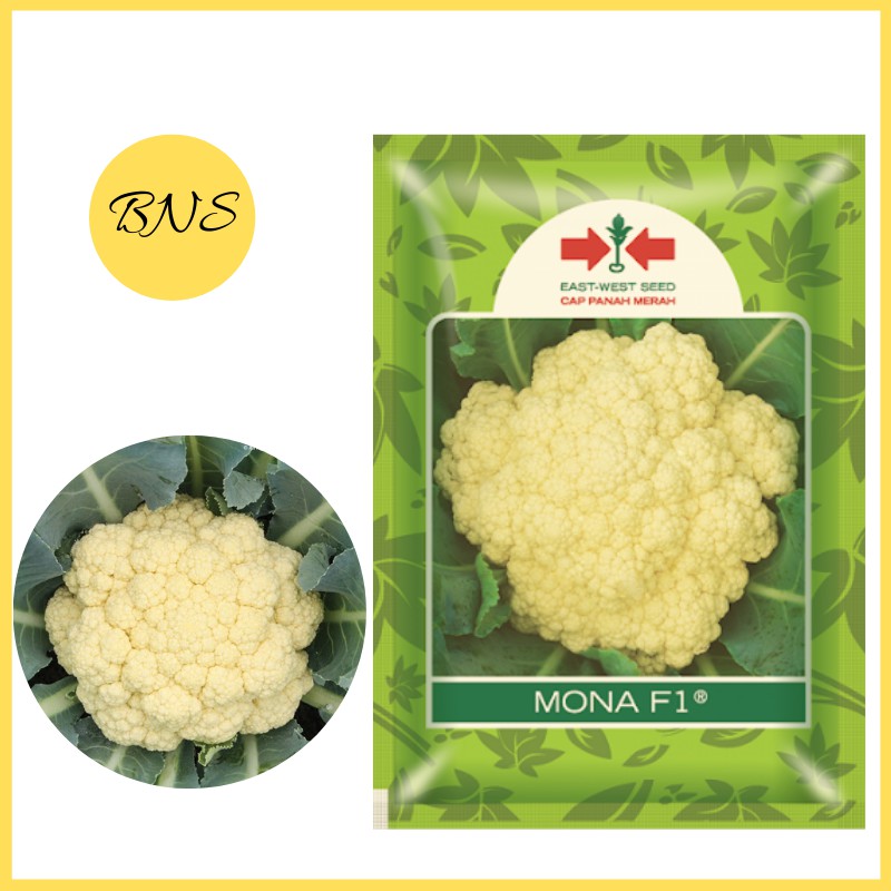 Benih Bibit Bunga Kembang Kol Mona F1 Pack 250 Biji - Panah Merah Berkualitas- Banuata