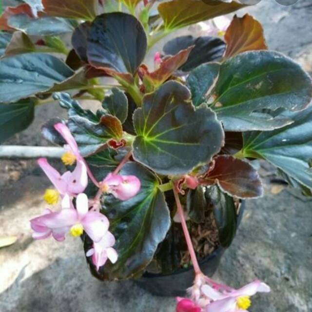 Tanaman Hias Begonia Tanaman Bunga Begonia Shopee Indonesia