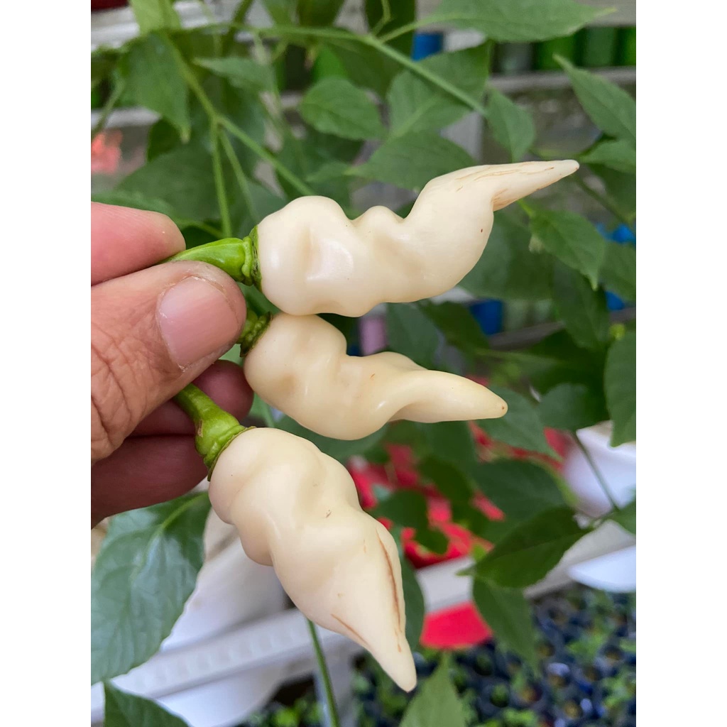 Benih Bibit Biji - Cabai Faddas White Cabe Putih Super Pedas Pepper Seeds