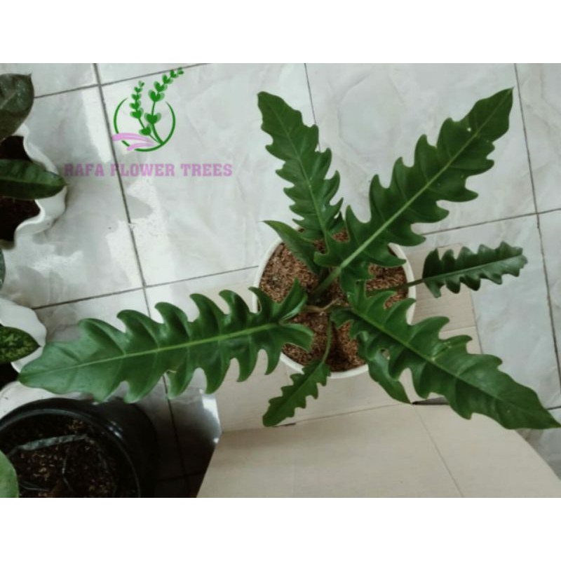 Tanaman Hias philodendron gergaji - Philo green saw