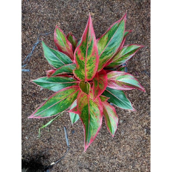 AGLONEMA LIPSTIK SIAM AURORA TERMURAH / AGLONEMA TERMURAH / AGLONEMA LIPSTIK SIAM AURORA TERMURAH/AG