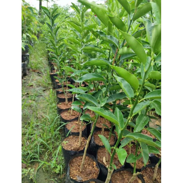 1kg Muat 3 bibit tanaman jeruk Tongheng - Bisa di makan bersama kulit tanpa rasa getir