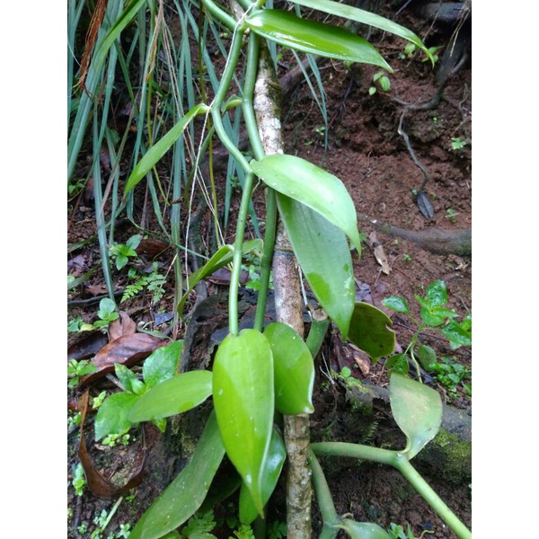 Vanili Bibit Vanili 30cm Vanili Planipolia