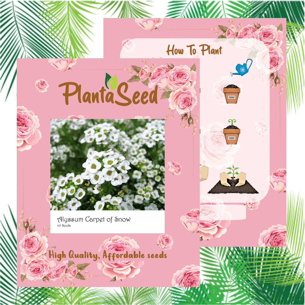 PlantaSeed - 40 Seeds - Alyssum Carpet of Snow Biji Bunga - PAS0194