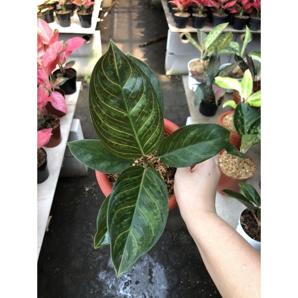 aglaonema Kresna black