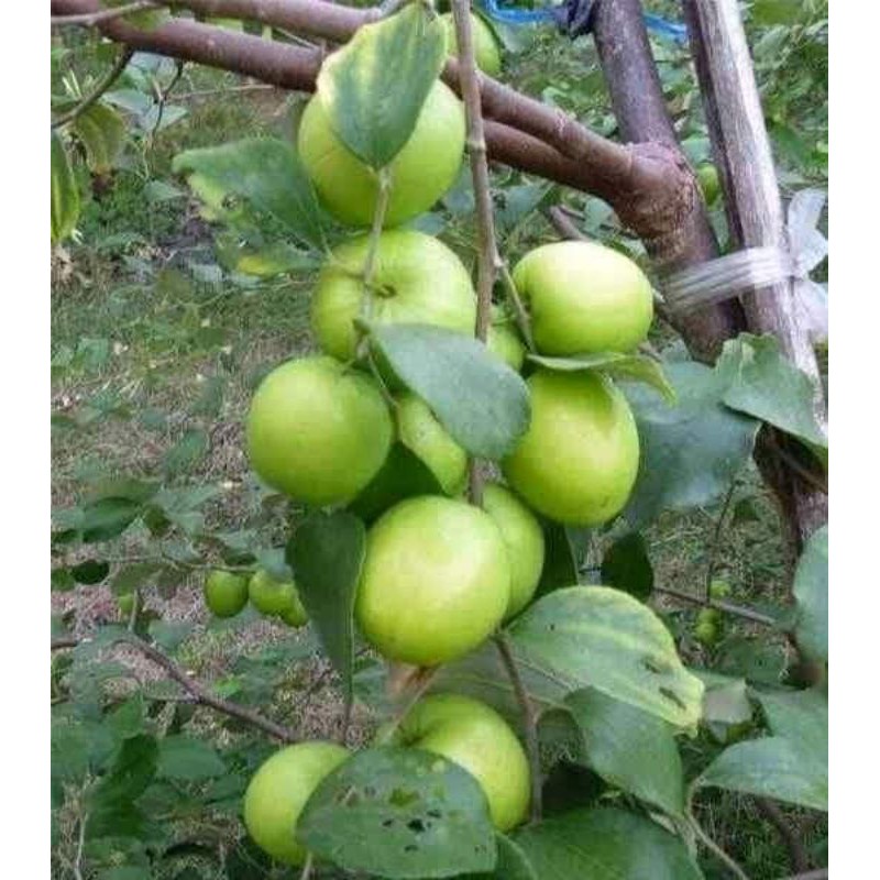 bibit apel India/apel futsa