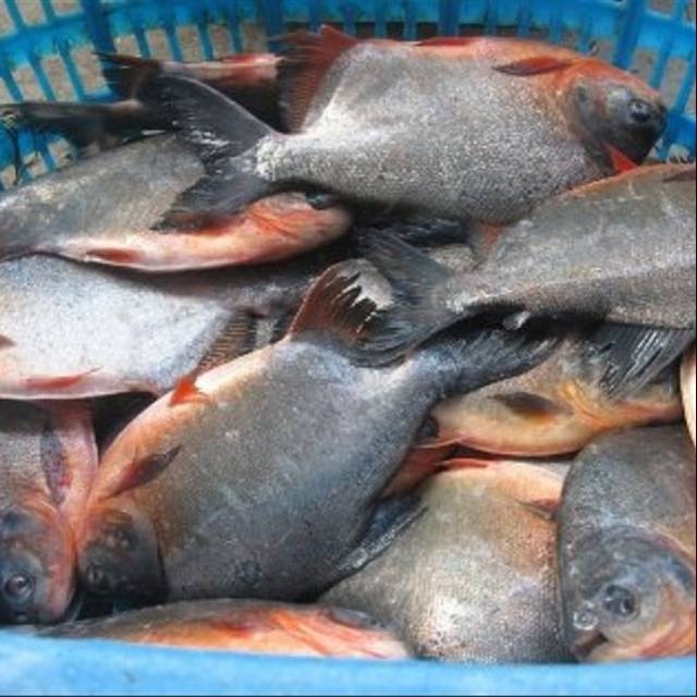 

Bawal Air Tawar / 1 Kg