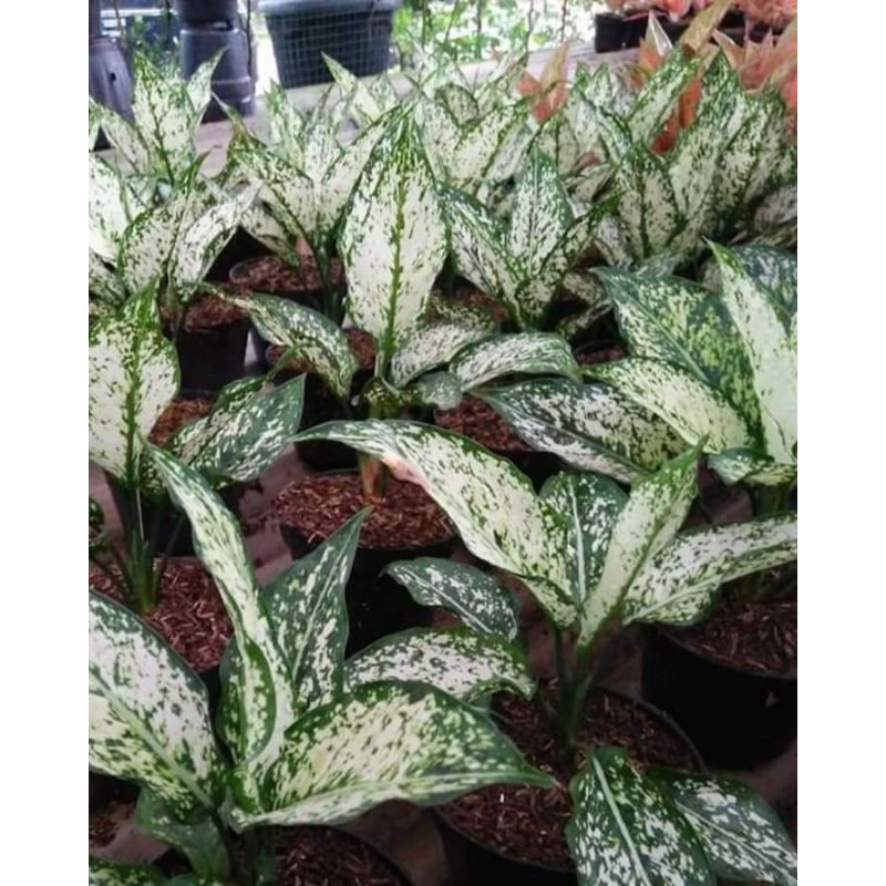 

Promo Akhir Tahun Aglonema Murah Snow White