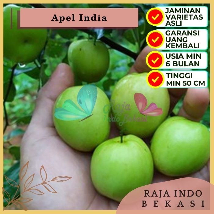 Bibit Tanaman Buah APEL INDIA Premium