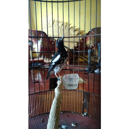 burung Anis kembang gacor dor