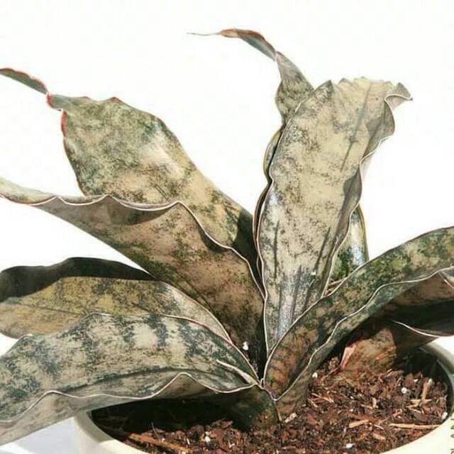 Tanaman hias sansivera kirkii brown/sansivieria/sanseviera/sansiveira coklat kirki