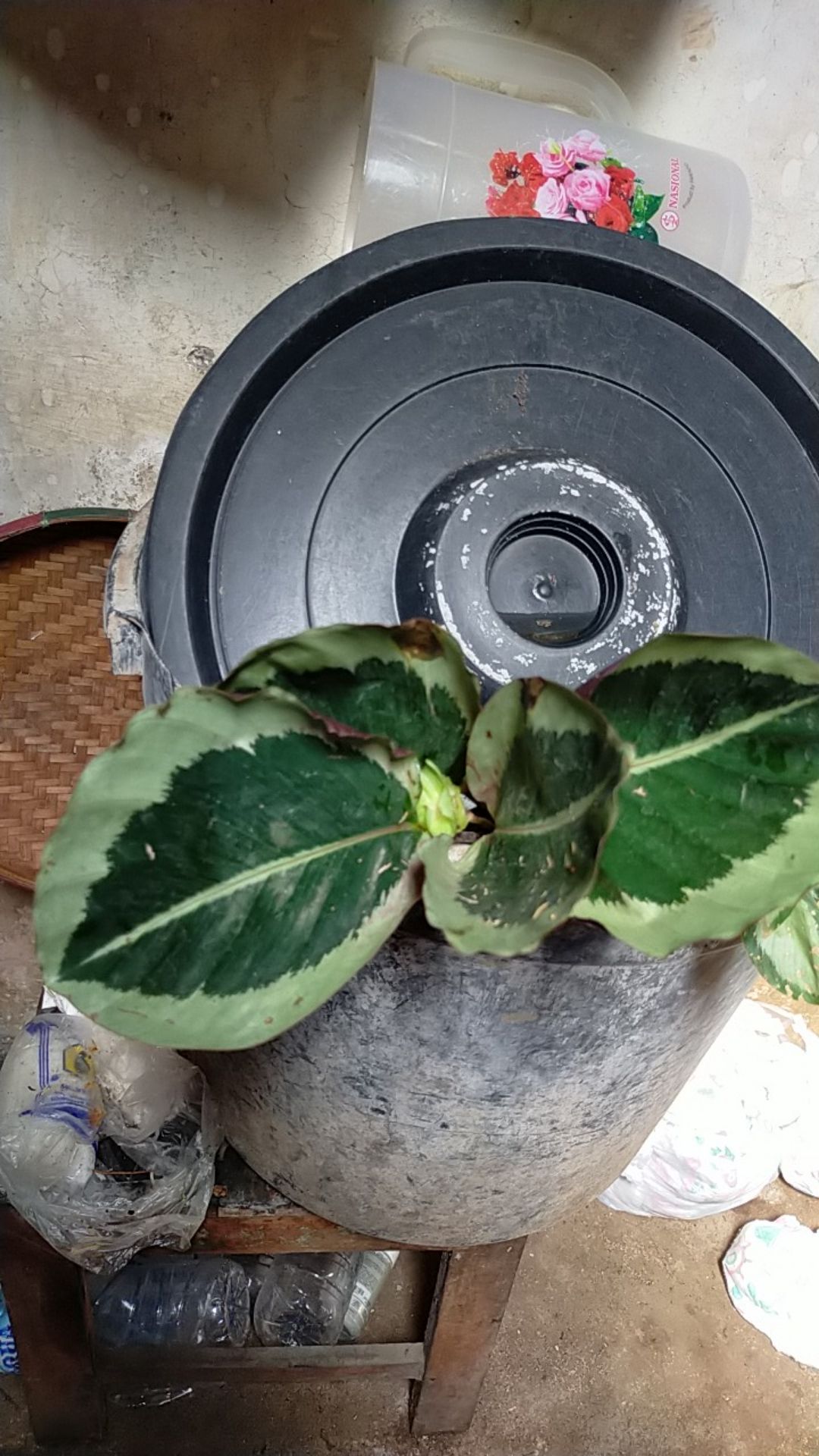 Tanaman Hias Calathea Marion