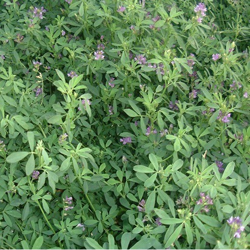 Bibit Alfalfa 100gram